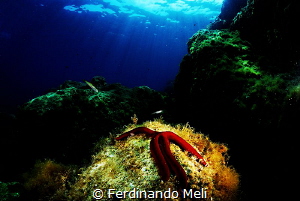 Underwater's star by Ferdinando Meli 